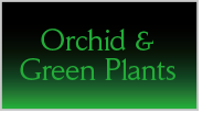 Orchid & Green Plants